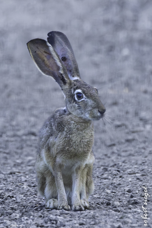 emily renzel wetlands 2025